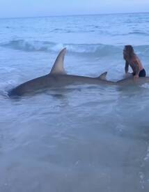 Lots of Greater Hammers around