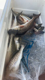 Rddfish and trout non stop  