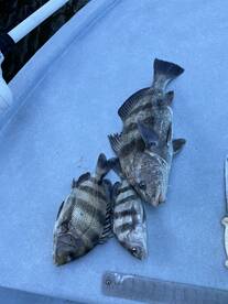 3 hour inshore trip