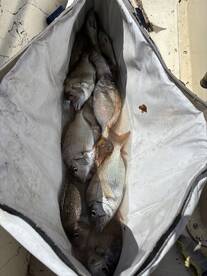 Scup Fishing!