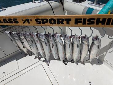 Some of the best eating Salmon.Cohos aka Silvers