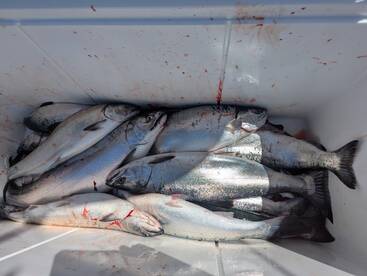 Niagara County action... Get you some of