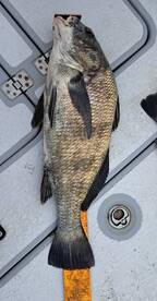 North Topsail Beach Report Photo 1