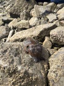 The little cuttlefish 