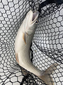 Wyoming Report Photo 2