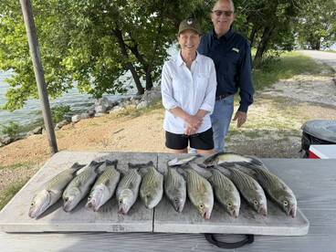 Limits of hybrid striped bass.
