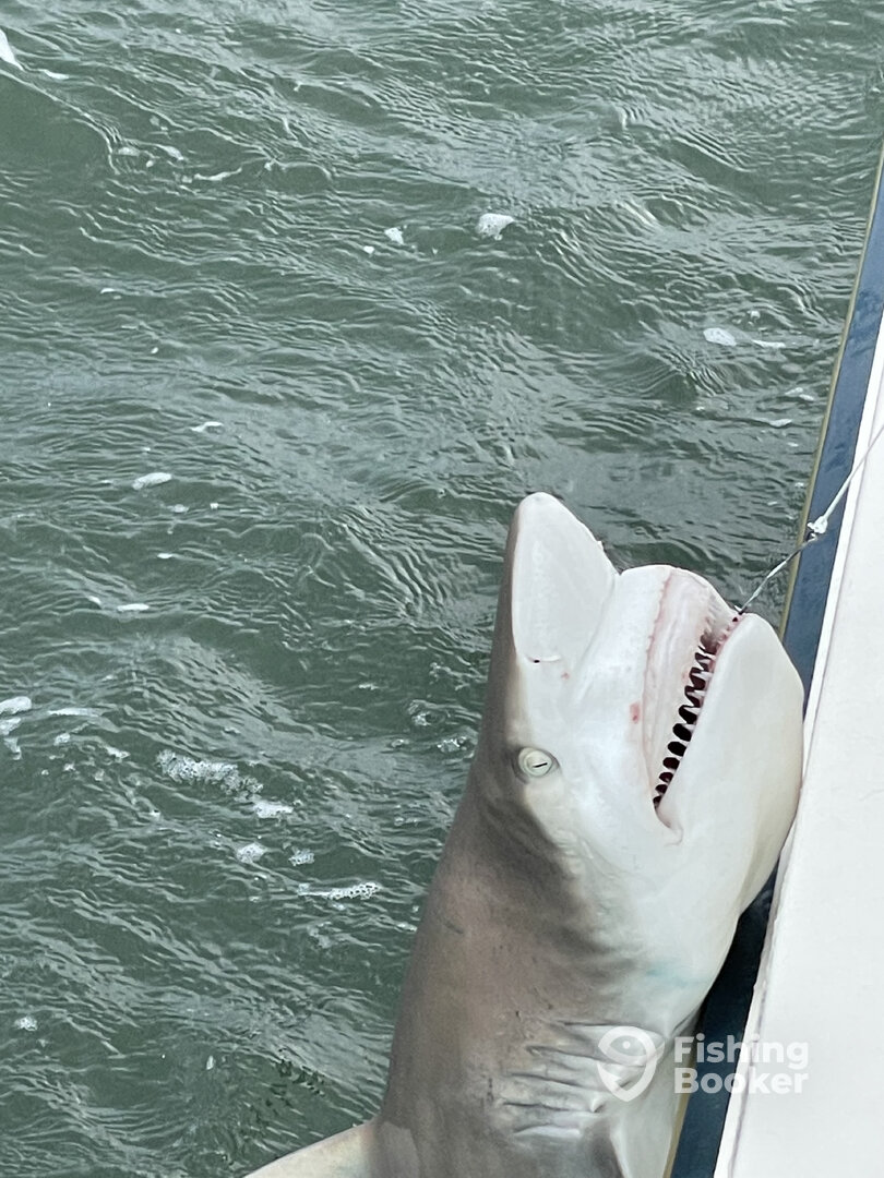 Hilton Head Island Report Photo 0