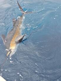 Sailfish Continue to Shine