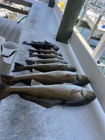 Redish and Black drum.