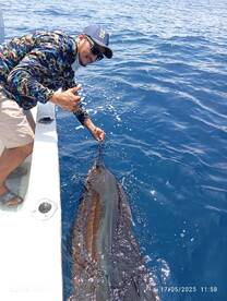  Sailfish Determinatión...