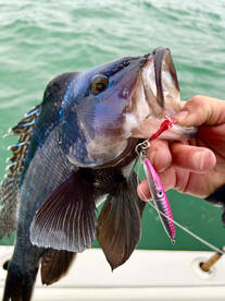 Black Seabass Opener… non stop!