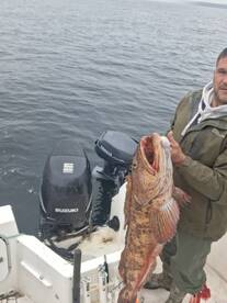 Ling cod.   I know where the monsters ar