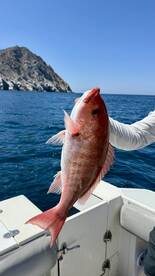 Late spring action!! San Carlos keeps li