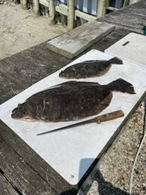 Sea Bass and Fluke fishing is in full sw