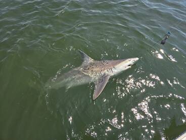 shark trip