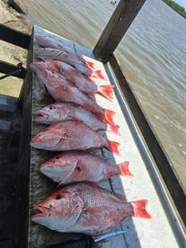 Great start to snapper season 2025