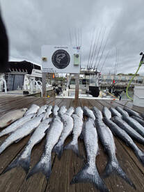 Fast action Coho Salmon!