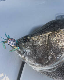 Islamorada Report Photo 1