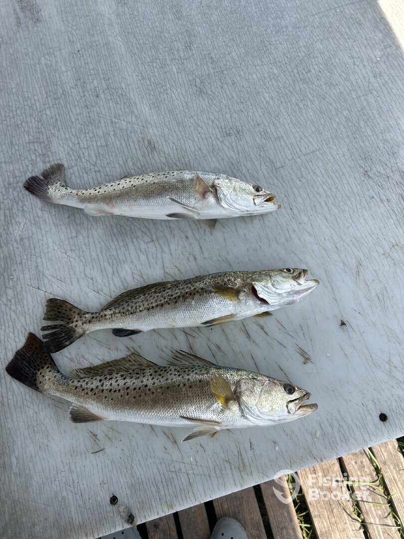 Port Isabel Report Photo 0