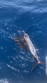 Lots of spring action!