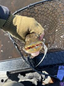 Fly fishing pike 