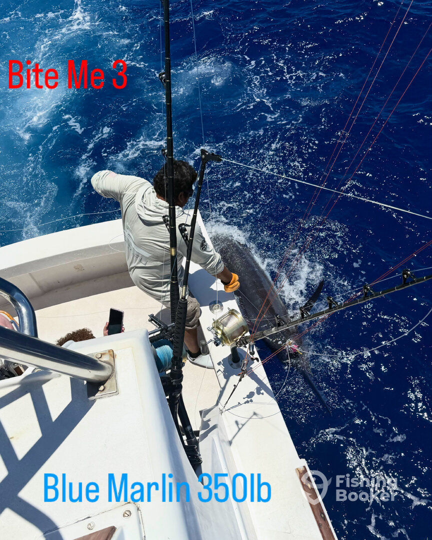 Blue Marlin