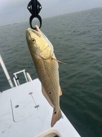 Reds, Reels, and Remarkable Scenery: A S