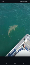 Sharkin