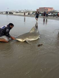 Corpus Christi Report Photo 1