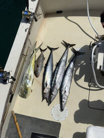 Sandys Report Photo 1