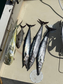 Half day charter 