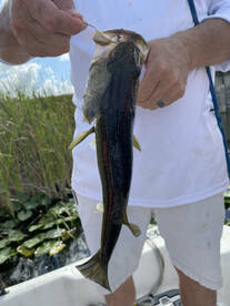 Weston Report Photo 1