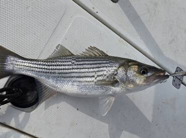 West Tawakoni Report Photo 1