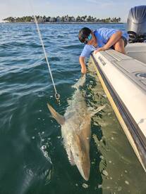 Trophy black tip shark!!