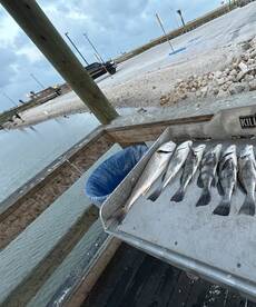 Port Aransas Report Photo 2
