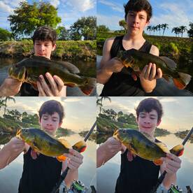 Quick morning peacock bite