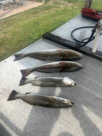 Port Isabel Report Photo 2