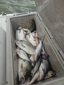 Fish is on ? 