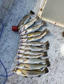 Trout are on fire . This morning we had 