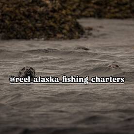 Ketchikan Report Photo 2