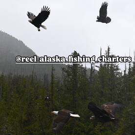 Ketchikan Report Photo 1