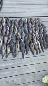 Jumbo striped bass