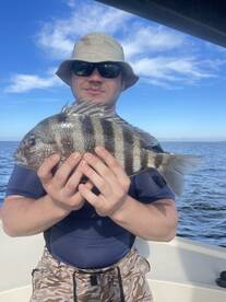 sheepshead and blue fish blitzing 