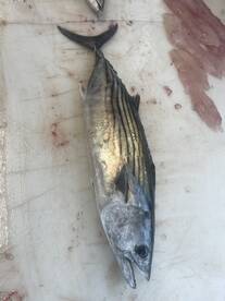 Wanchese Report Photo 2