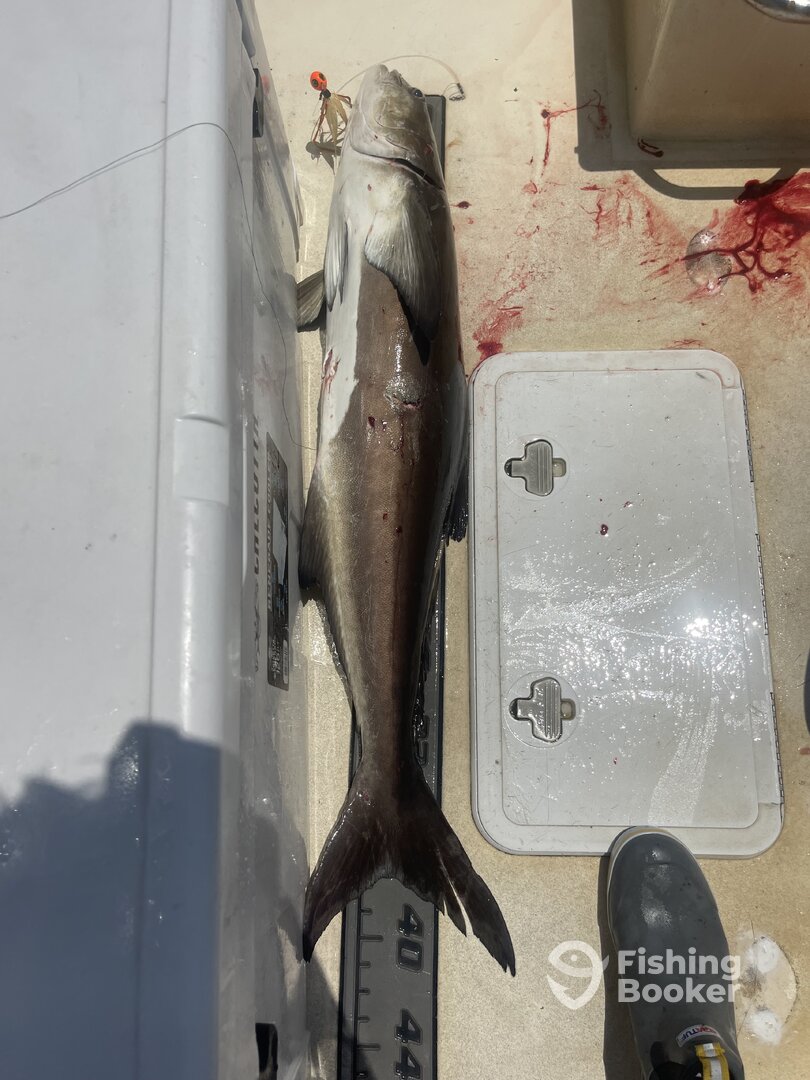 Wanchese Report Photo 0