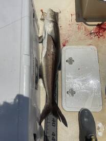 Sight fishing cobia