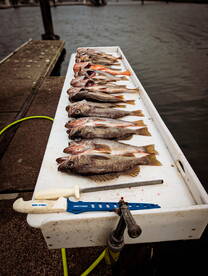 Rockfish bite on fire.