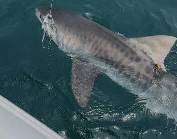 Tiger Shark