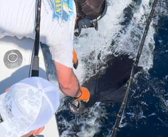 Morehead City Report Photo 1