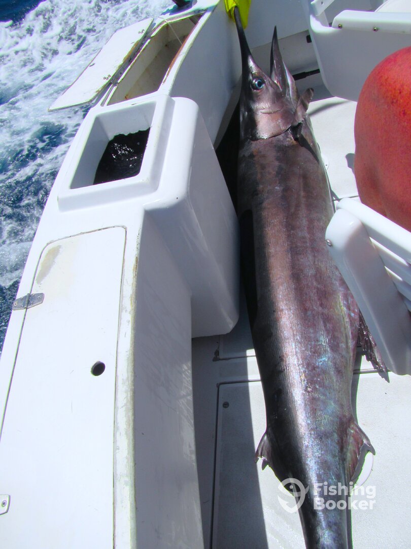 Cabo San Lucas Report Photo 0